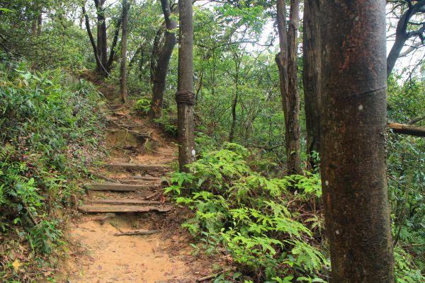 楊梅福人登山步道 20170414118710