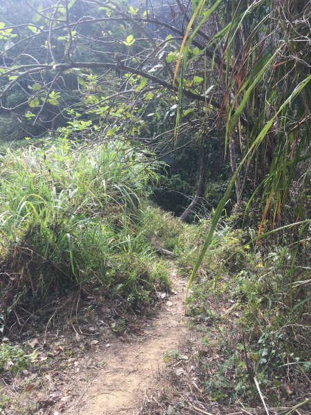 霧峰桐林山(701峰)登山照片858445