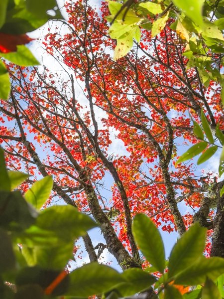 鳶嘴稍來步道賞楓季 ，大雪山門票優惠到12/31！2969591