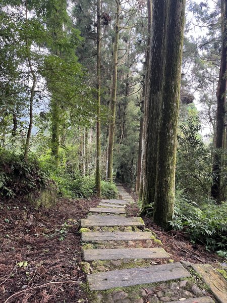 [嘉遊好步道．來嘉走走-04/10] 2024_1011 阿里山頂湖步道2624771