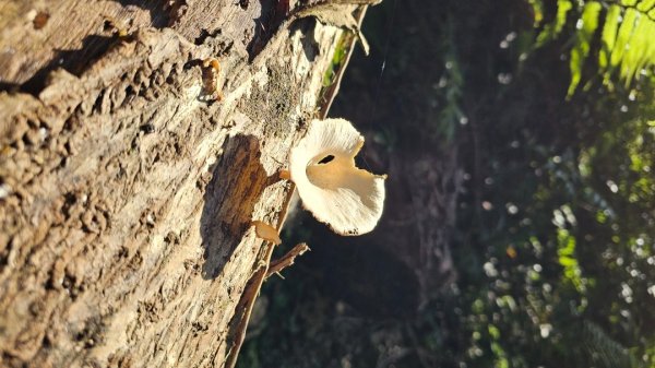 【爬山會爬上癮】五刷小百岳#089鯉魚山。2824763