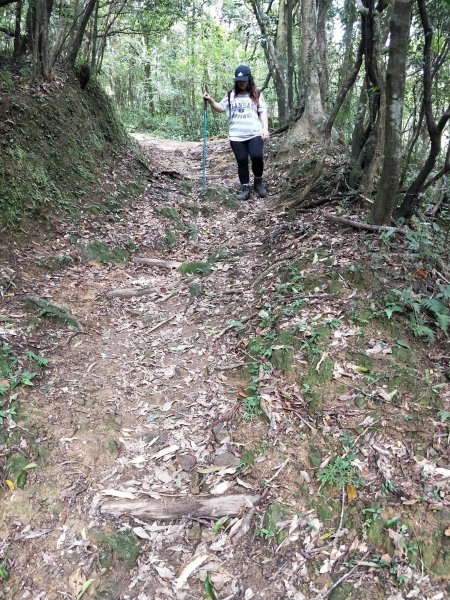 中坑古道串崩山坑古道(料角坑出)1119847