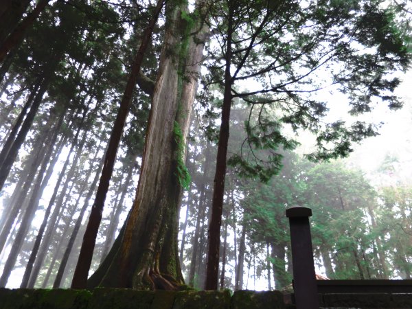 走阿里山神木群棧道，漫步在雲端及迷霧森林416079