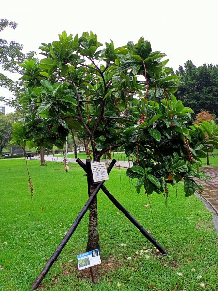 內湖大港墘公園、大湖公園 (防災公園) 【走路趣尋寶】1896632