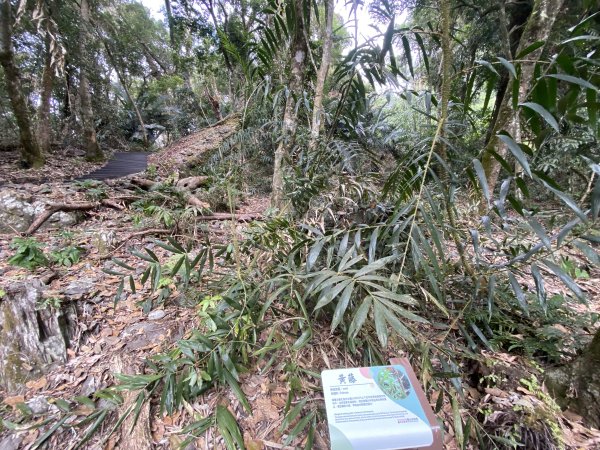 《雪山坑登山步道｜巨人之手森林秘境 Xueshankeng Hiking Trail & Giant2971092