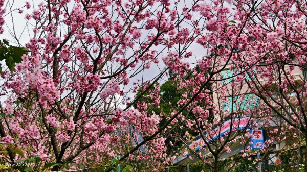 2/20 #天元宮 #墨染櫻(香水櫻)  #楓樹湖 #木蘭花(辛夷)2716232