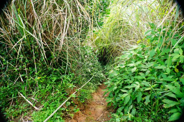 新北 三芝 小觀音山群峰3085449