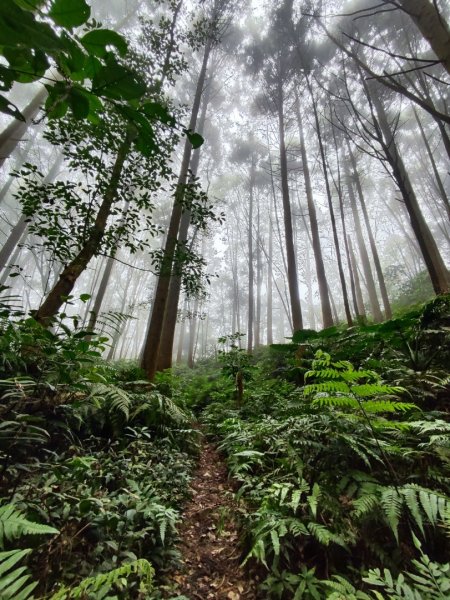 九讚頭車站-大崎棟.茶亭.逃學.騎龍古道20幾K繞大O2972529