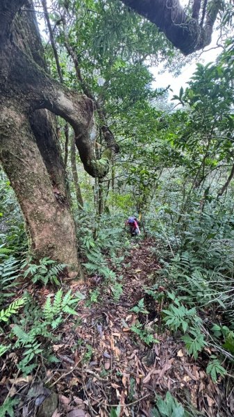 三針後山、雙連埤犬香薷節2592704