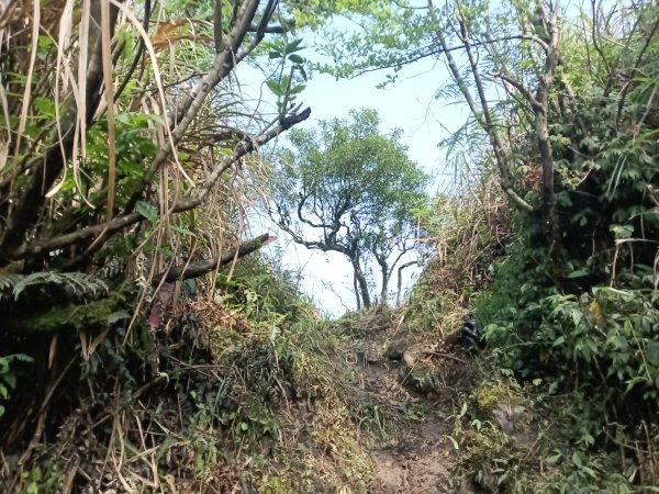 雙溪區鶯子頂山-950峰-鶯子嶺去回3033898