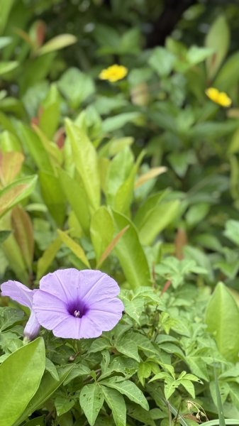 多元化的文山森林公園|天空步道|趣探險之丘|峯花雪月2834954