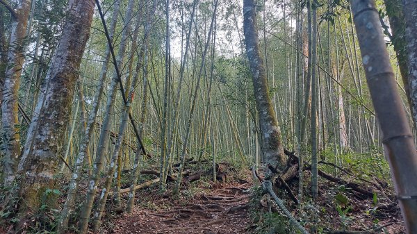 水社大山 水社主峰1597934