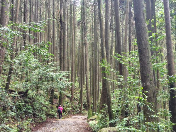橫沙笛/橫嶺山、沙蓮山、笛吹山2799347