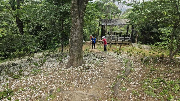 20260420土城五連星(內冷水坑山-牛埔頭山-茅仔嶺-清水石門山-崙仔山)3041778