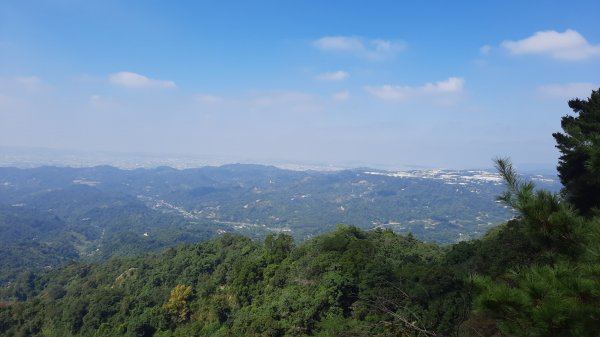 《台中》枕木黑松｜大坑步道5_1上5下202210291893417