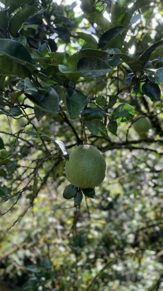 20250803枋山坑古道2850501