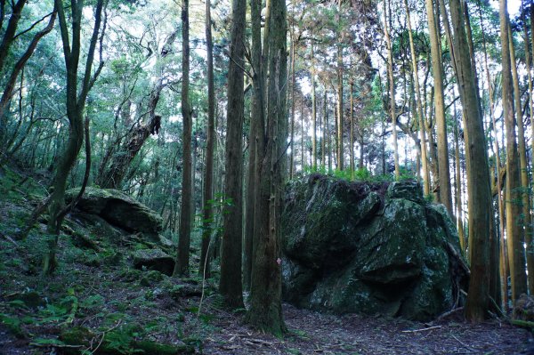 苗栗 南庄 加里山2963404