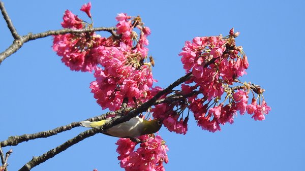 追花是簡單的快樂，賞花是恬淡的幸褔 2/112710540
