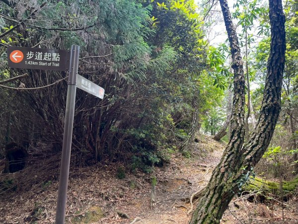 新竹 五峰 觀霧國家森林遊樂區 大鹿林道西線 榛山步道2811393