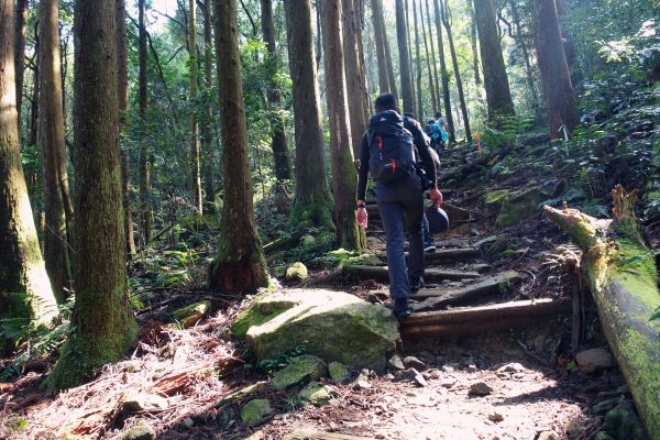 苗栗。加里山 大O型 2018.03.1293714