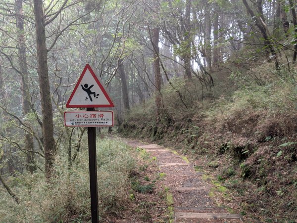 二訪阿里山國家森林遊樂區之大塔山對高岳之旅2991657