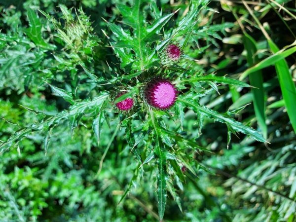 台北大縱走第三段（小油坑-風櫃嘴）202104301617663