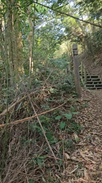 20251223芎林文林古道O走+雞寮坑山+芎林顯伯公野餐2975924