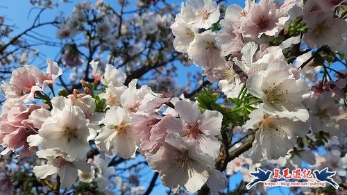 【台北市】陽明溫泉渡假村-吉野櫻步道