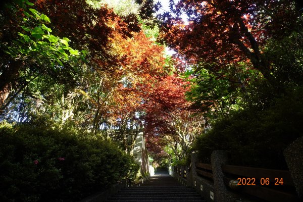 宜蘭 大同 太平山森林遊樂區1743628