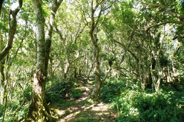 宜蘭 南澳 御恩山2892670