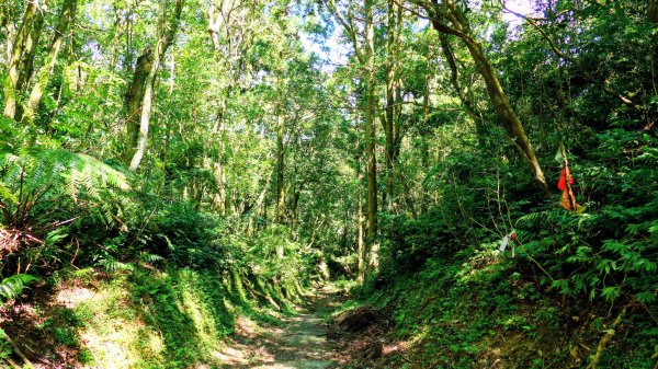 黃櫸皮寮山2898318