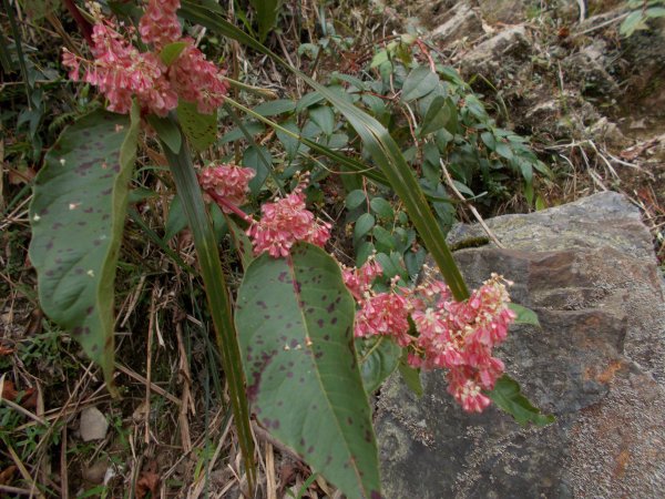 治茆山,治茆山南峰,巒山堂691187