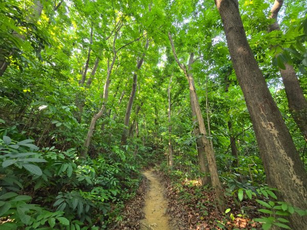 2025-04-21 茶頂山桃花心木步道2767810
