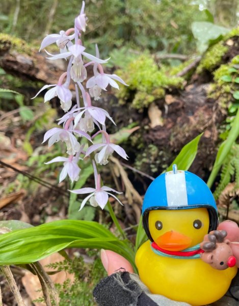 山車廣山.福巴越嶺O-神木群-水晶蘭-根結蘭2756312