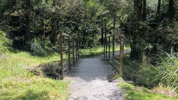 山毛櫸步道,望洋山步道2587706