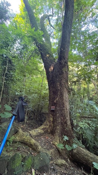 美濃雙溪樹木園（九芎林山2905617