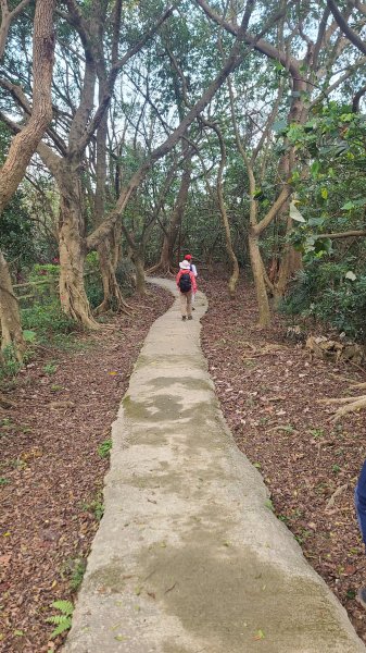 2025-0204 鶯歌_大凍山_三角埔頂山_迴龍2707965