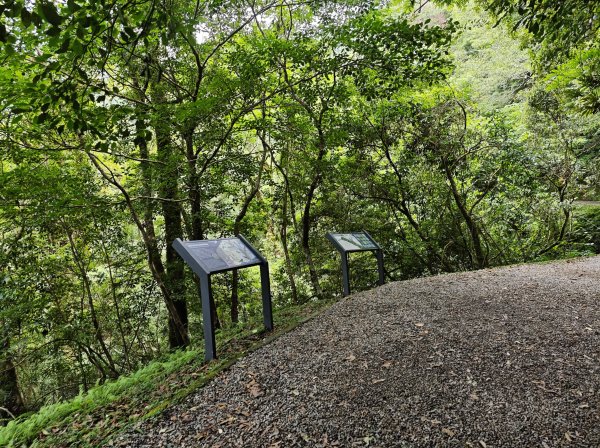 2025_0713 拉拉山神木群步道2837274
