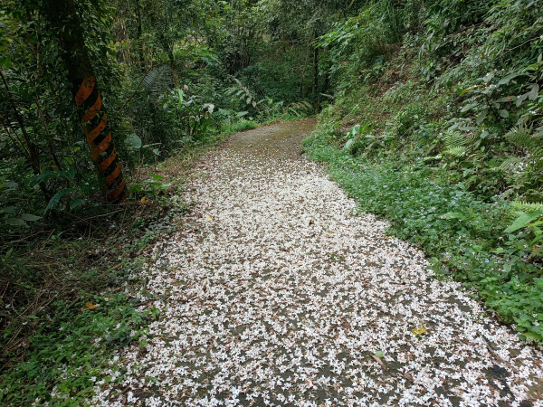 石硬子古道桐花行