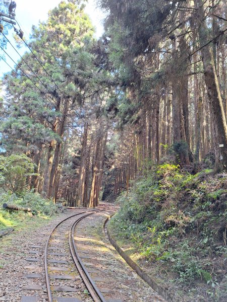 二萬坪山+屏遮那山+二萬坪神木區2439979