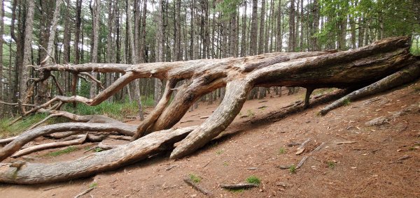 2025國慶連假_南湖群峰7座百岳行2916912