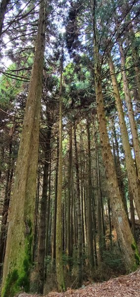 2021-03-20觀霧-檜山巨木群步道1316811