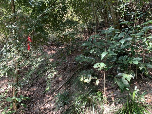 20250228屏東達洼蘭山-下達洼蘭山2732887