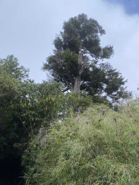 阿里山水山療癒步道3064234
