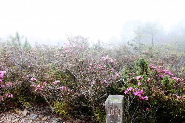 南湖煙雨 帝王下杜鵑群芳出塵仙姿 ! 589504