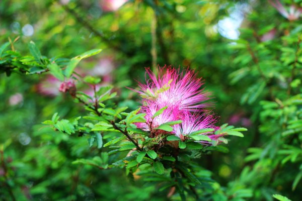 南勢角山-山訓飽覽桐花勝景952096