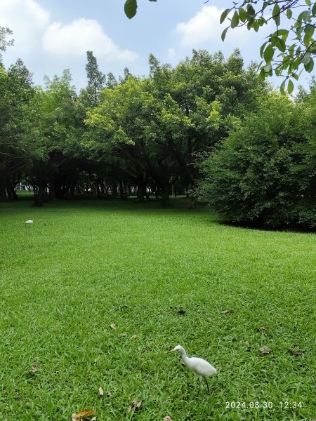 大安森林公園、大港墘公園【走路趣尋寶】【臺北健走趣】2584924