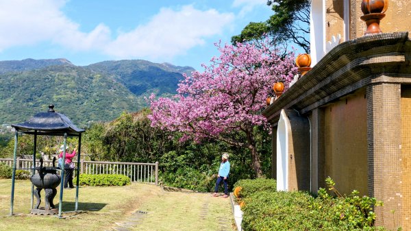 《蝶戀花・善光寺禪門櫻花》2709770