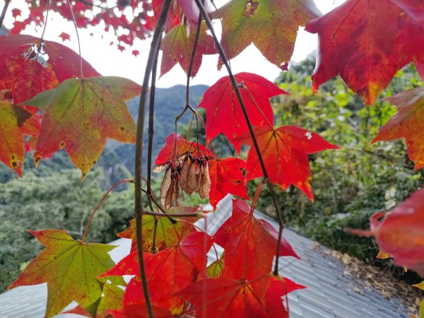 雌嶽山（一）、阿里山補點16社後坪、太里往山2389208