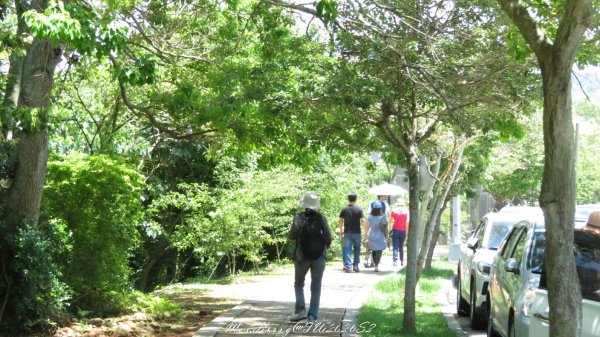 《苗栗》卵石桐花｜好客公園雪桐步道202604263042950